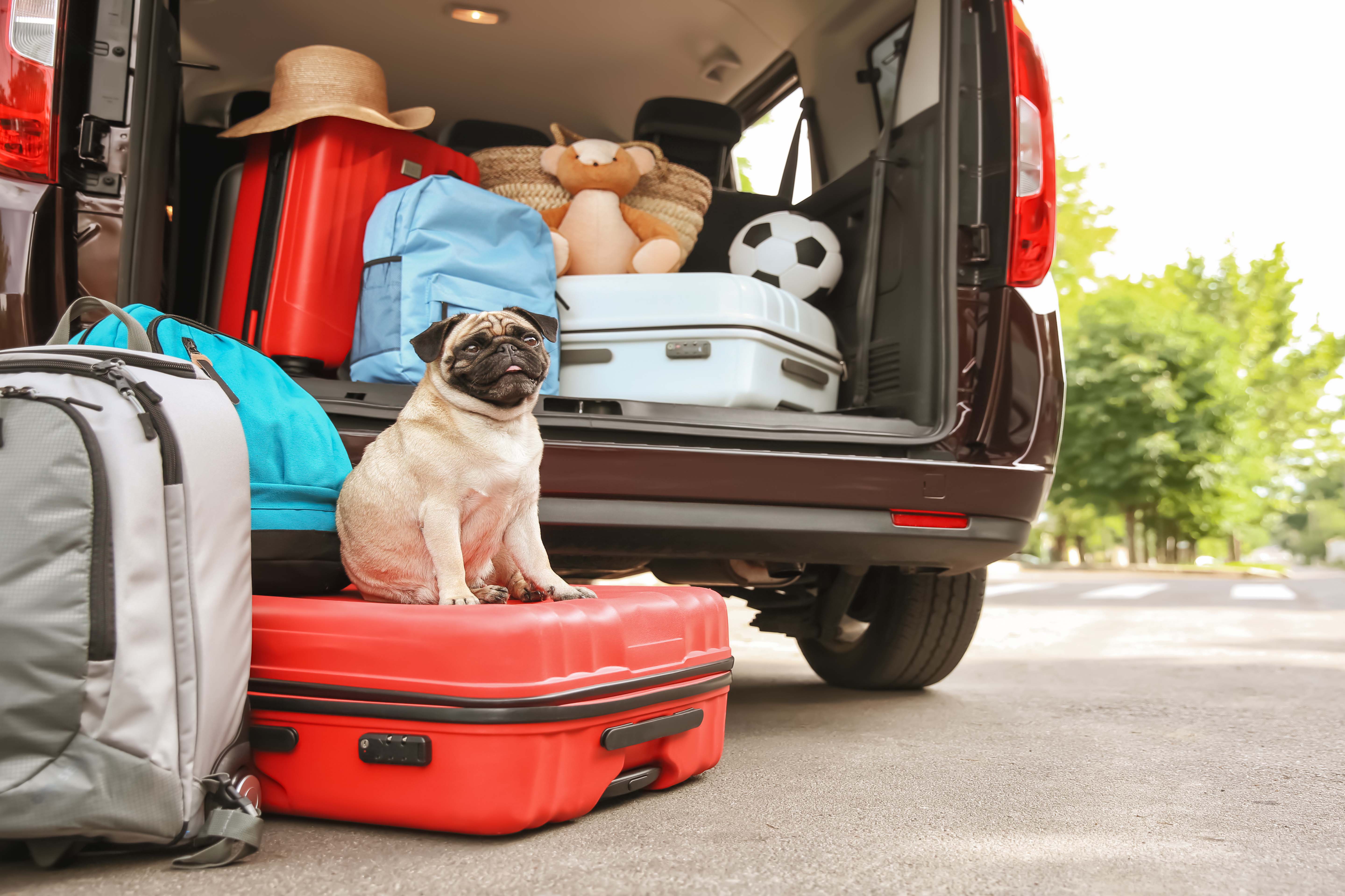 Перевезти личный автомобиль. Путешествие с собакой. Домашние животные в поездке. Путешествие на автомобиле с животными. Вещи для собак в путешествие.